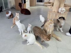 -Heymao猫咖.咖啡厅(东门店)