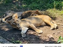 -大连森林动物园