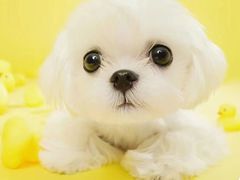 -萌宠之家·腊肠犬·马尔泰·小体犬舍