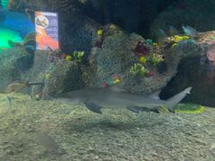 -沙沙哗啦海洋馆(华宇百花谷店)
