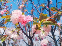 -天适樱花悠乐园