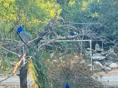 -丽泽山庄·生态怀柔菜·虹鳟鱼(红螺寺店)