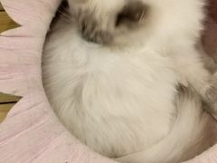 -猫的茶·猫咖