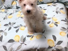 -翊宠yipet猫狗购宠庄园犬舍•猫舍