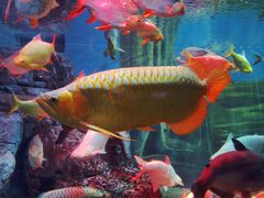 -上海海洋水族馆