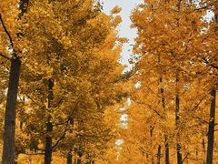 -汉长安城未央宫国家考古遗址公园