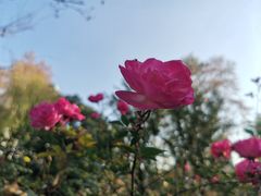 -静安公园(静安寺街道)
