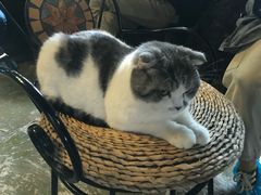 -猫猫幼稚园·撸猫·桌游·电玩