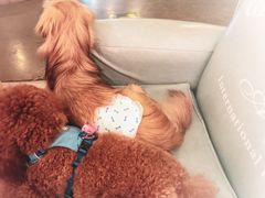 -百好乐宠物友好餐厅(朝外大街店)