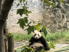 -都江堰中华大熊猫苑