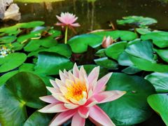 -深圳国际园林花卉博览园