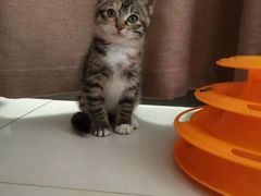 -美联众合动物医院(·中兽医·疑难杂症·严家桥分院)