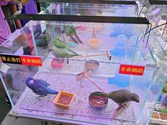 -武汉花鸟市场