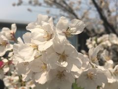 -CoCo都可(骆家庄新店)