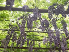 -嘉定紫藤园