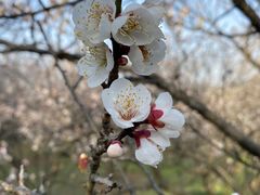 -香雪海