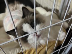 -灵美宠物诊所