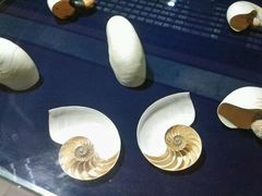 -青岛贝壳博物馆