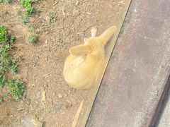-灵玲国际马戏城