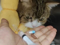 -瑞派动物医院·猫专科·至诚(江南中分院)