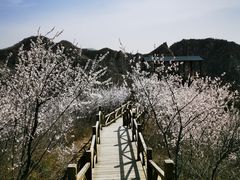 -大岭沟猕猴桃谷风景区