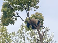 -上海野生动物园