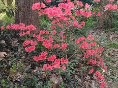 -上海佘山国家森林公园天马山园