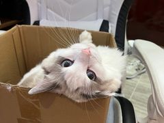 -屋虎猫馆(宝安大仟里店)