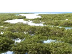 -北海金海湾红树林生态旅游区