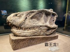 -自贡恐龙博物馆