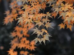 -虎跑公园