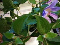 -谷莠子花艺气球派对·绿植造景·花艺沙龙(东海缤纷天地店)