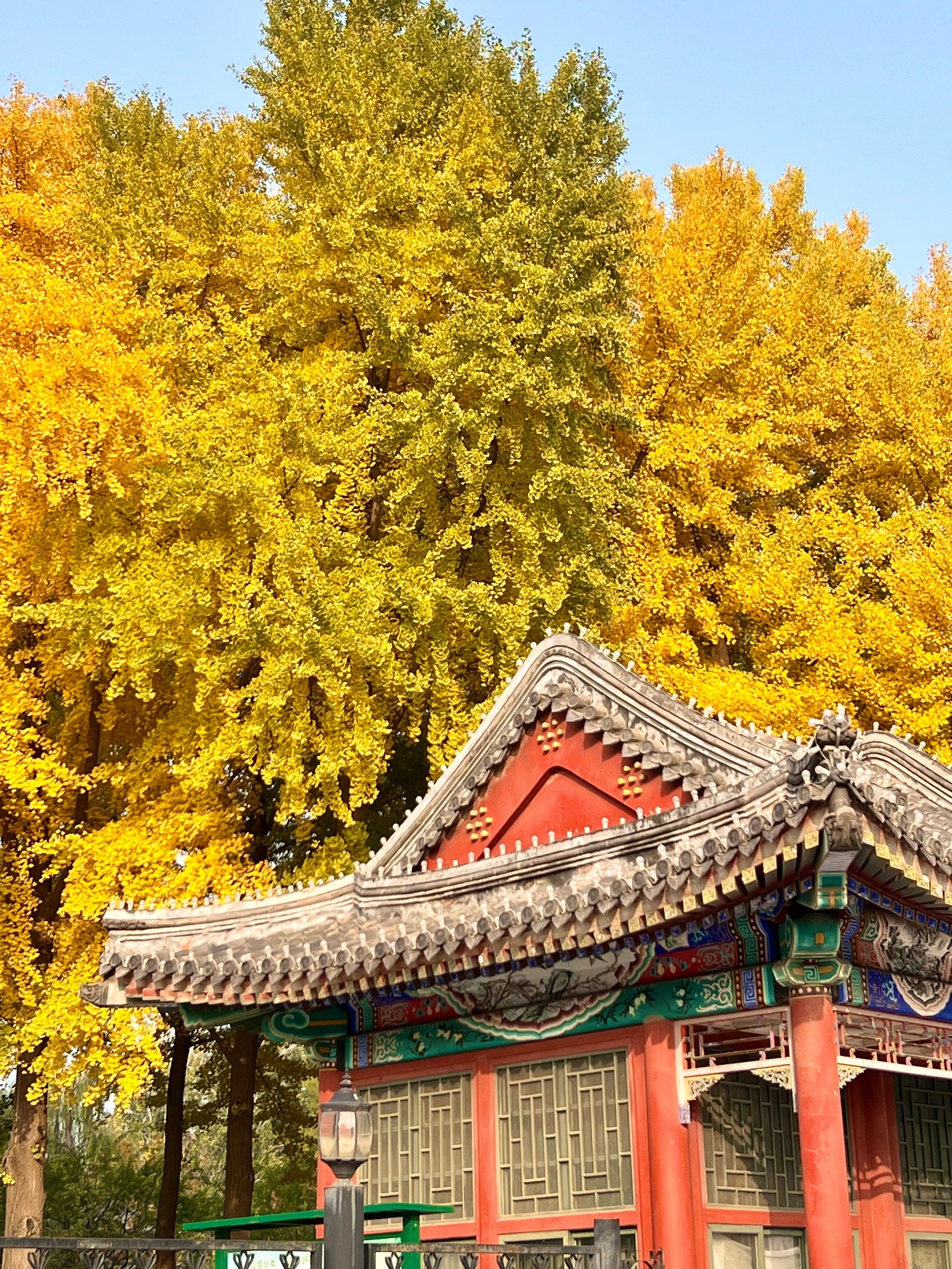 日坛公园的秋日暖阳
