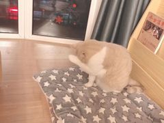-MOYOYO猫咪咖啡店