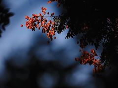 -深圳市中科院仙湖植物园