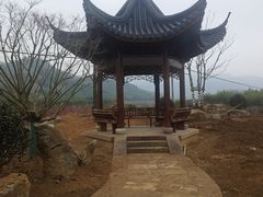 -新建村梅花