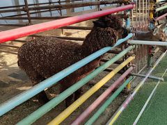 -南宫五洲植物乐园