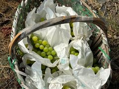 -马陆小张葡萄园农家乐