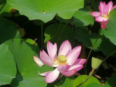 -羊亭河湿地公园