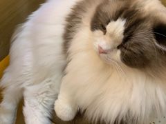 -滚猫咖啡·猫咖·猫友好撸猫(未来城店)