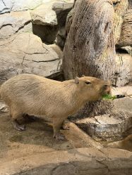 -Zoolung Zoolung动物主题公园(海信广场店)