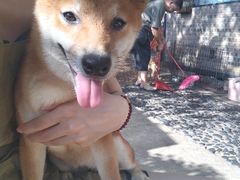 -柴犬高等学院·狗咖·柴犬售卖·宠物训练