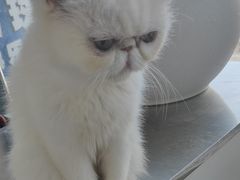 -怪兽屋·羊驼·猫咖·狗咖(俊华广场店)