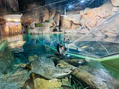 -上海海洋水族馆