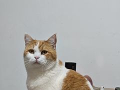 -芭比堂宠物医院·全科爱猫医院·仁德分院