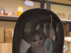 -柚子猫舍·精品猫舍购猫·猫咪认养·购宠·宠物店