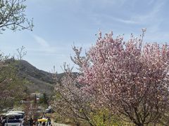 -樱花山风景区