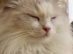 -瞄一喵猫咖(格力海岸店)