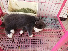 -北京观赏动物医院·24小时大型综合·猫专科·异宠专科