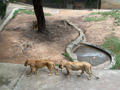 -深圳野生动物园
